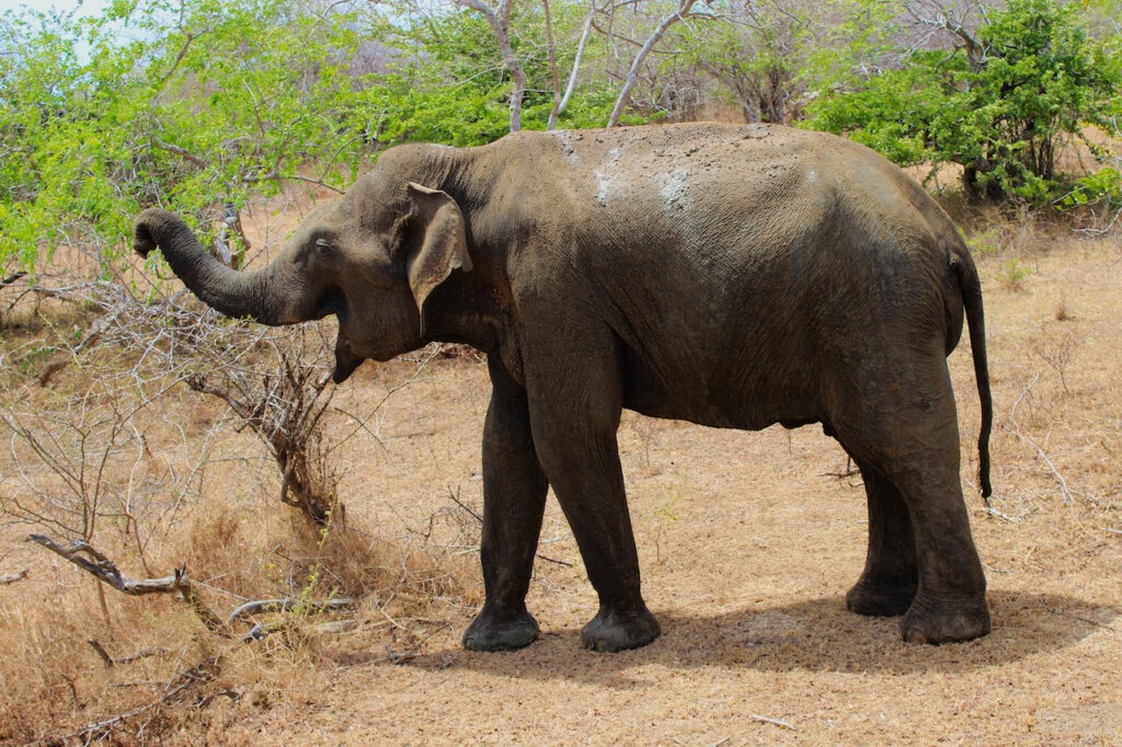 yala nationalpark elefanten