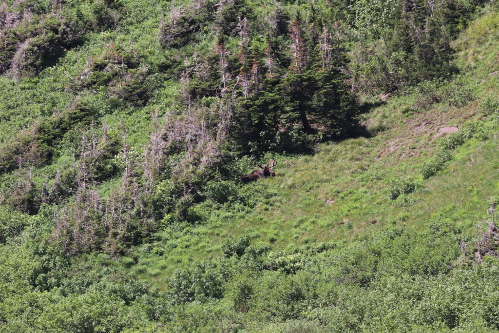 wanderung im glacier nationalpark