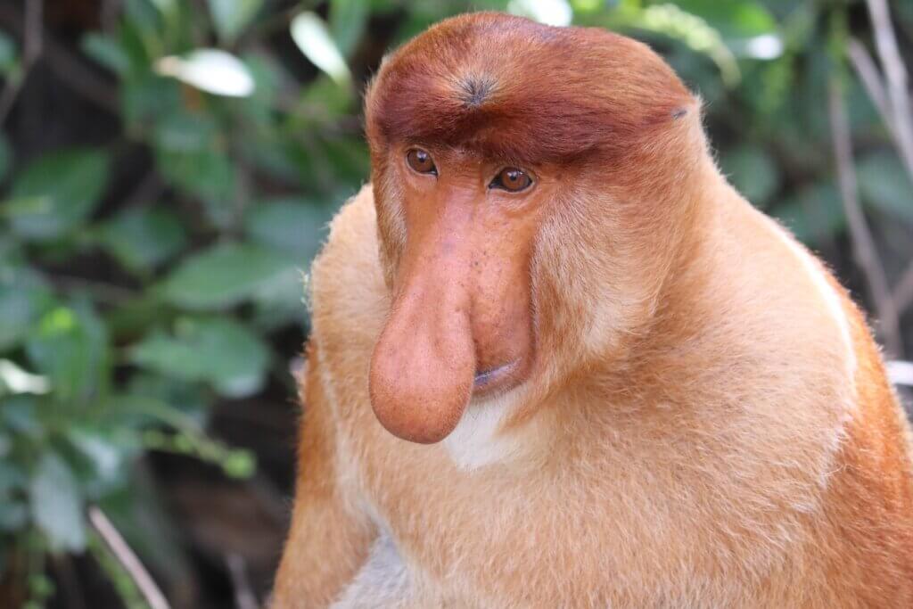 nasenaffen borneo sepilok